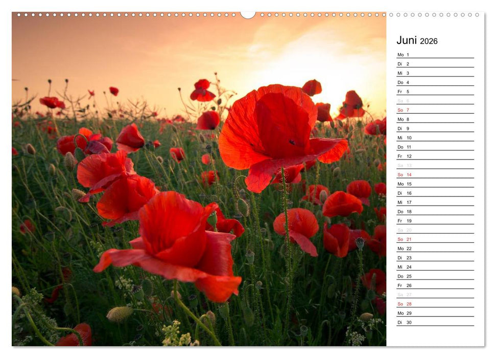 Ein Traum von Mohn (CALVENDO Premium Wandkalender 2026)