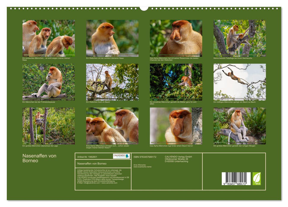 Nasenaffen von Borneo (CALVENDO Premium Wandkalender 2026)