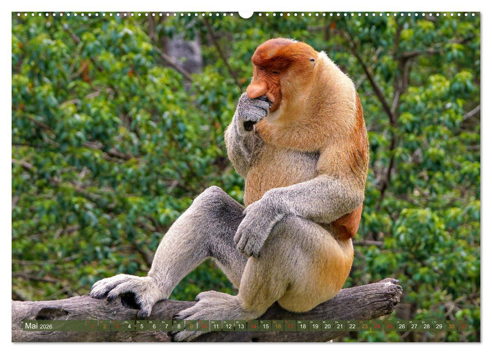 Nasenaffen von Borneo (CALVENDO Premium Wandkalender 2026)