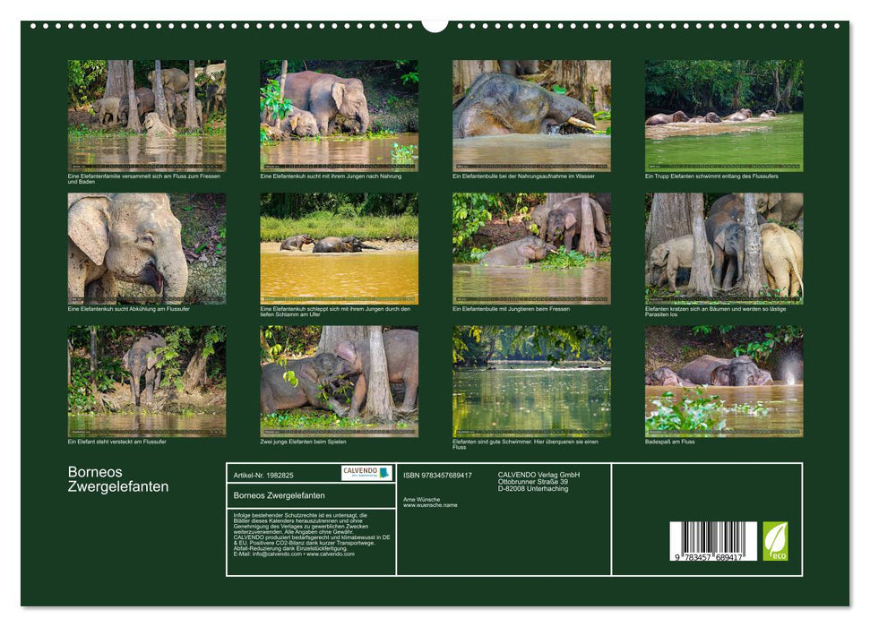 Borneos Zwergelefanten (CALVENDO Premium Wandkalender 2026)