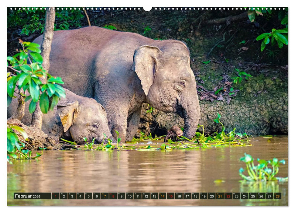 Borneos Zwergelefanten (CALVENDO Premium Wandkalender 2026)