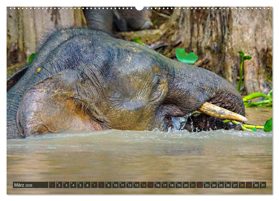 Borneos Zwergelefanten (CALVENDO Premium Wandkalender 2026)