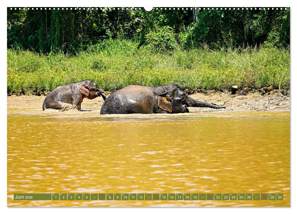 Borneos Zwergelefanten (CALVENDO Premium Wandkalender 2026)