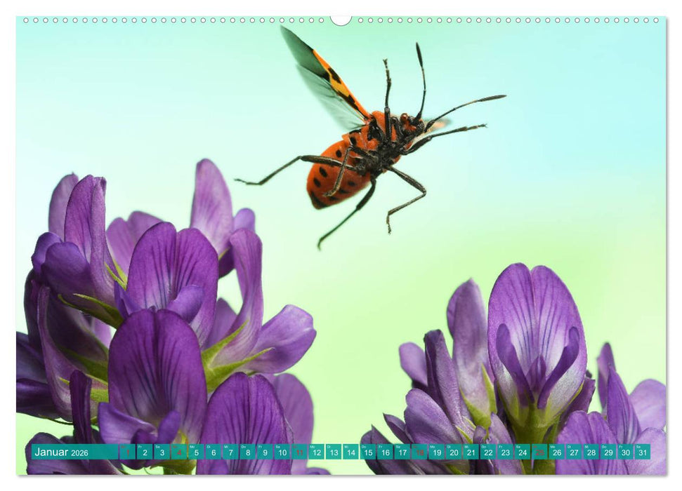 Sechs Beine in der Luft - Wanzen im Flug (CALVENDO Premium Wandkalender 2026)