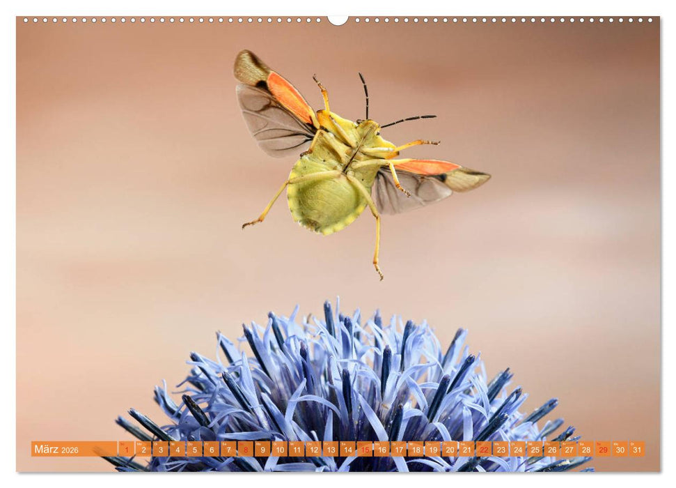 Sechs Beine in der Luft - Wanzen im Flug (CALVENDO Premium Wandkalender 2026)