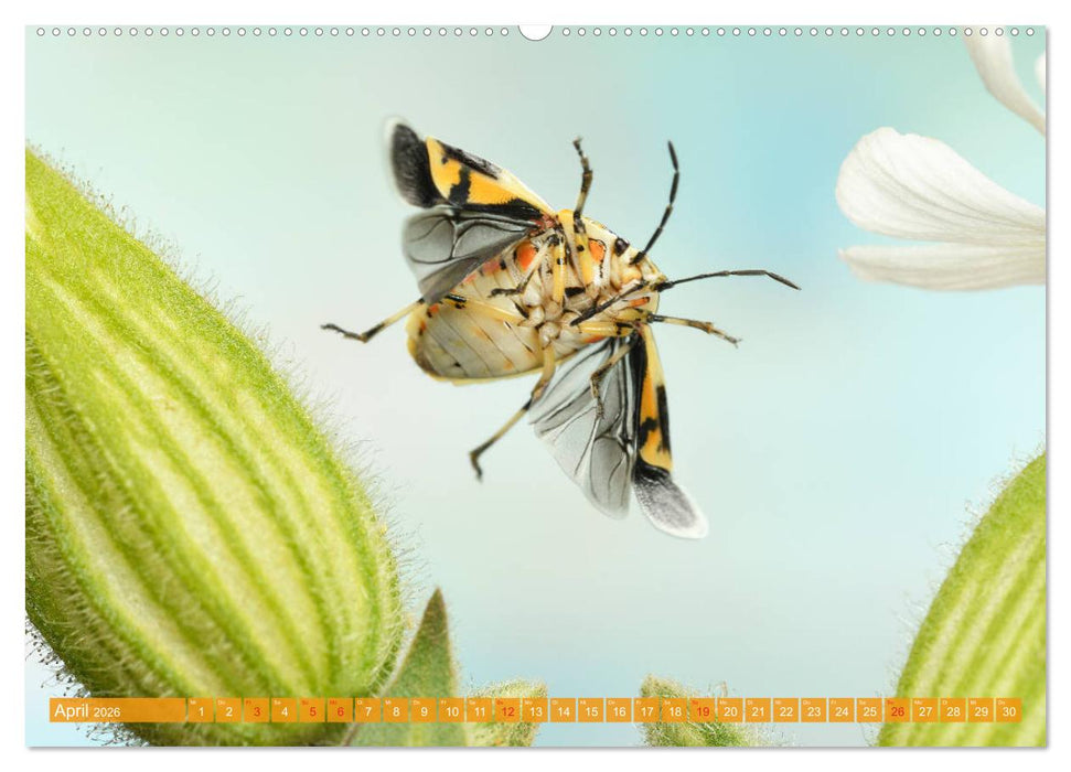 Sechs Beine in der Luft - Wanzen im Flug (CALVENDO Premium Wandkalender 2026)