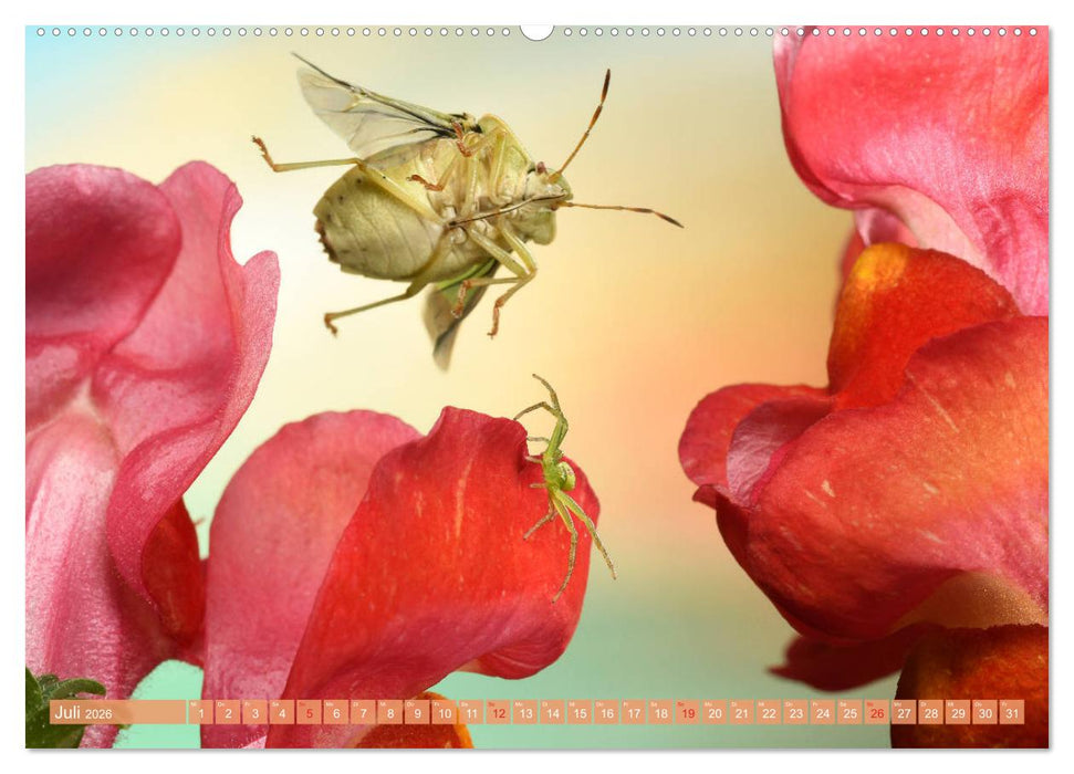 Sechs Beine in der Luft - Wanzen im Flug (CALVENDO Premium Wandkalender 2026)