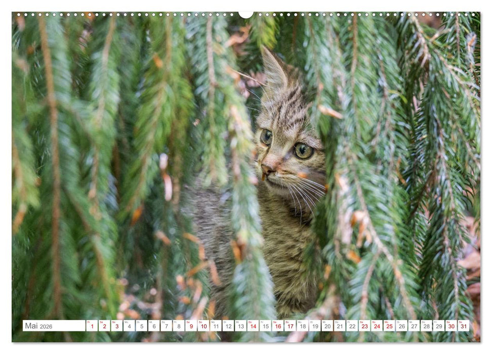 Wildkatzen - die anmutigsten Raubiere in Europa. (CALVENDO Premium Wandkalender 2026)