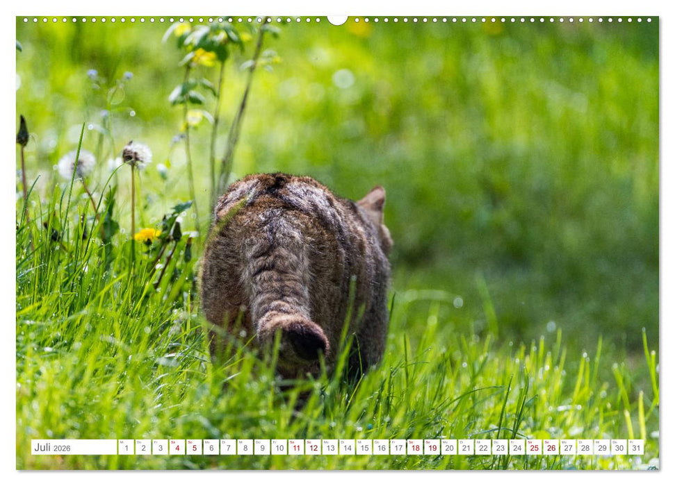 Wildkatzen - die anmutigsten Raubiere in Europa. (CALVENDO Premium Wandkalender 2026)