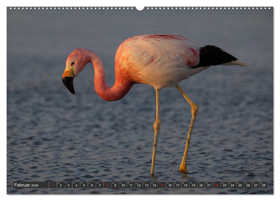 Traumwelt Chile (CALVENDO Premium Wandkalender 2026)