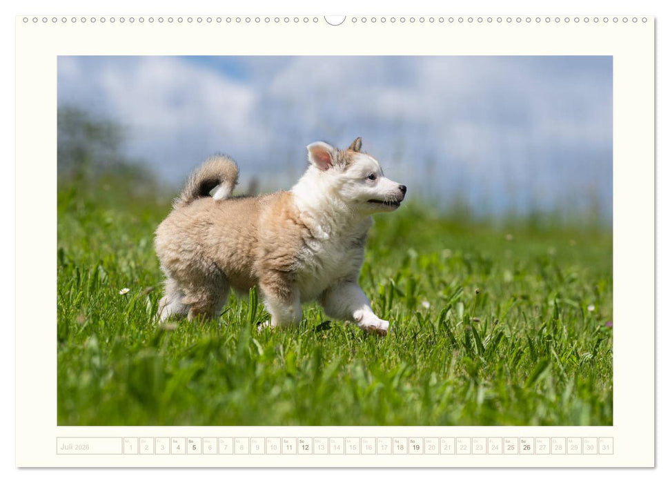Kleine Islandhunde entdecken die Welt (CALVENDO Premium Wandkalender 2026)