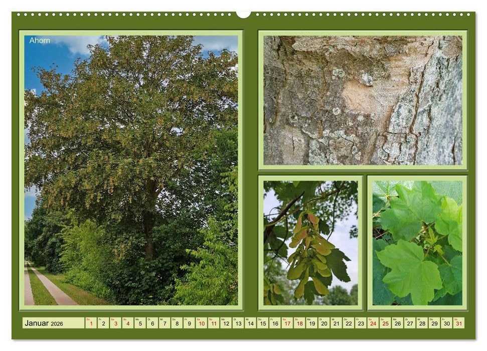 Bäume Kleiner Naturführer (CALVENDO Wandkalender 2026)