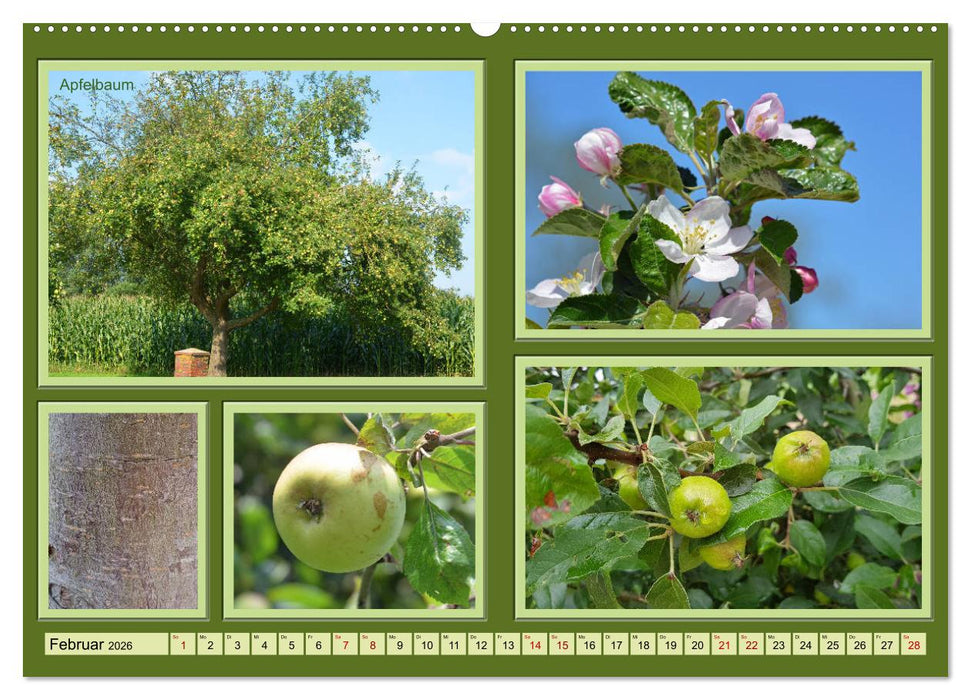 Bäume Kleiner Naturführer (CALVENDO Wandkalender 2026)