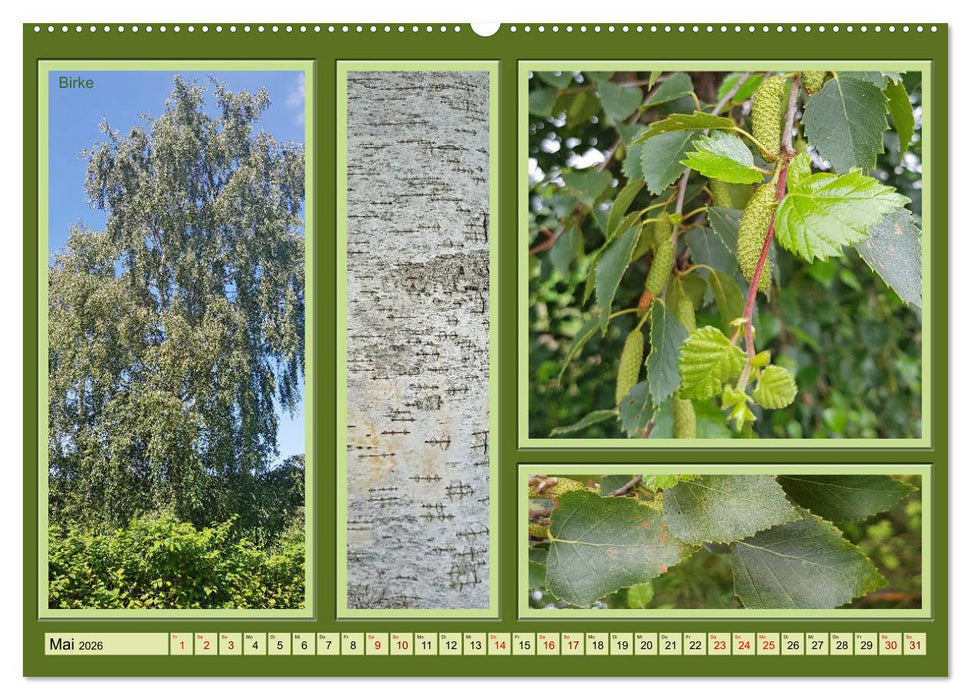 Bäume Kleiner Naturführer (CALVENDO Wandkalender 2026)