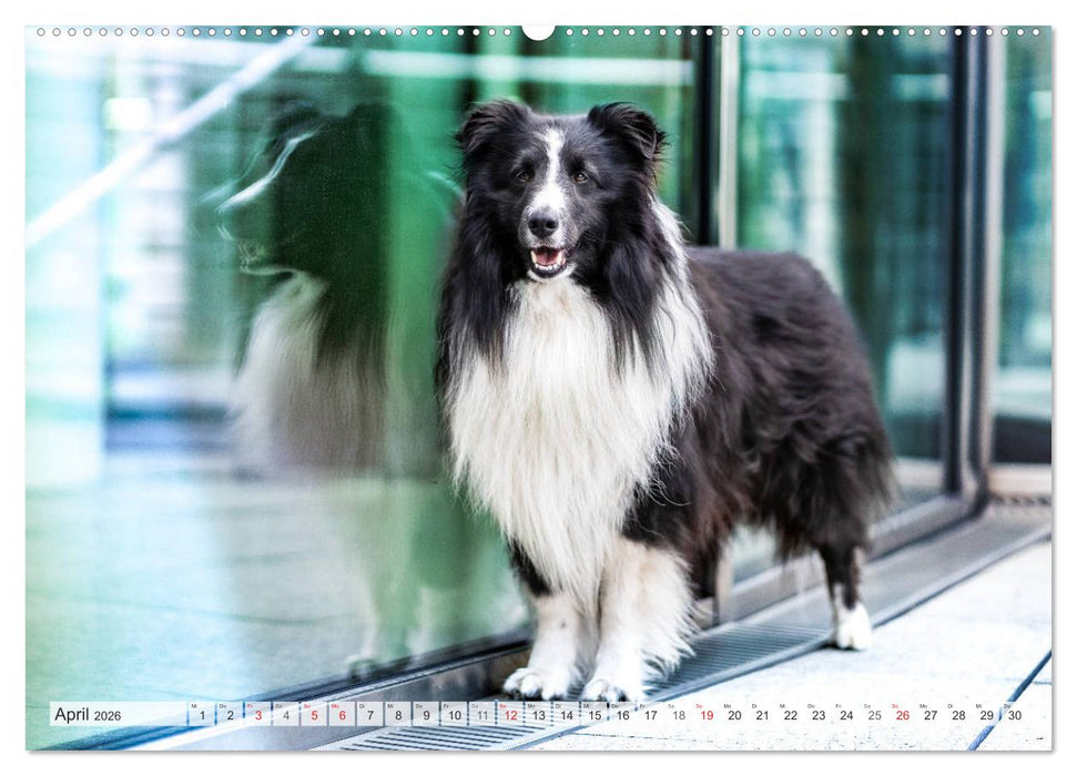 Hamburger Hafencity - Unterwegs mit den Shelties Finn und Louis (CALVENDO Premium Wandkalender 2026)