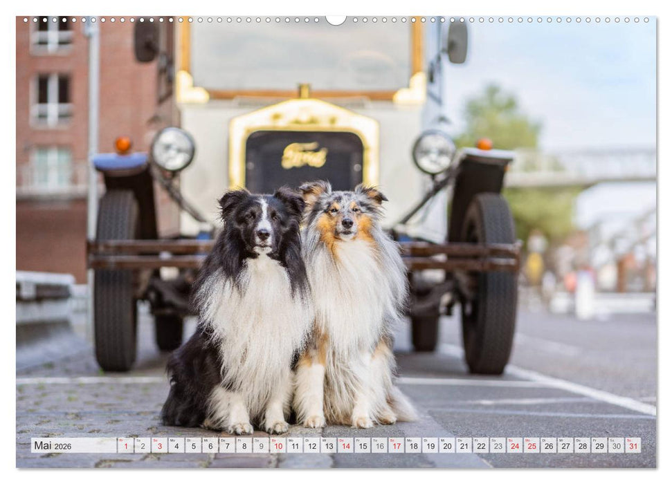 Hamburger Hafencity - Unterwegs mit den Shelties Finn und Louis (CALVENDO Premium Wandkalender 2026)