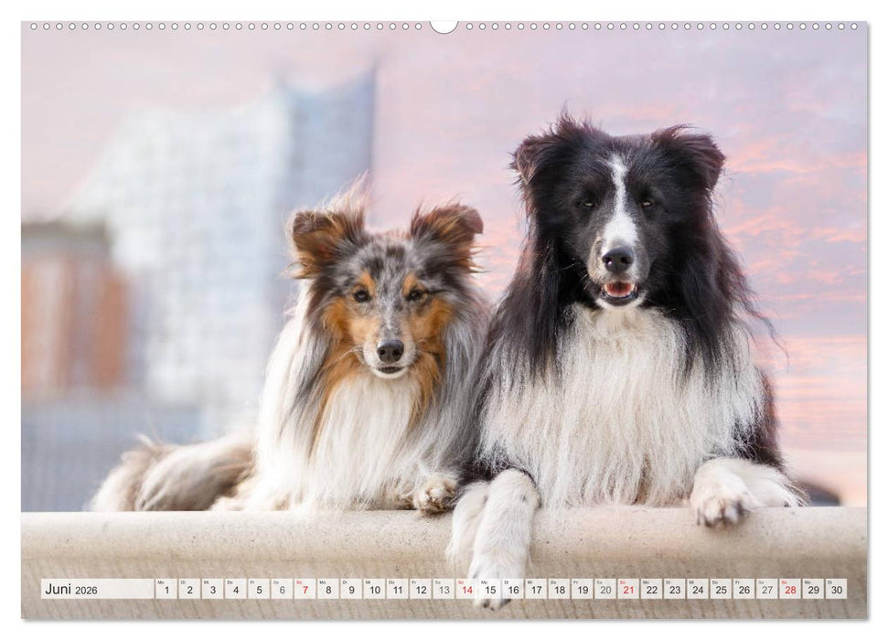 Hamburger Hafencity - Unterwegs mit den Shelties Finn und Louis (CALVENDO Premium Wandkalender 2026)