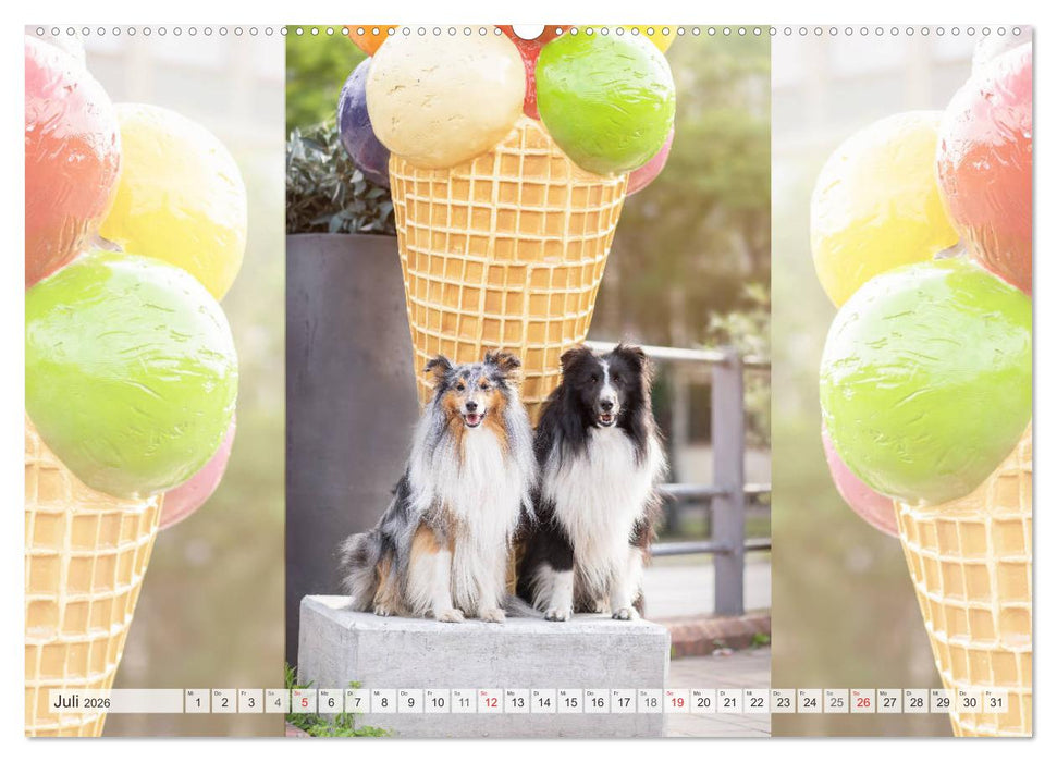 Hamburger Hafencity - Unterwegs mit den Shelties Finn und Louis (CALVENDO Premium Wandkalender 2026)
