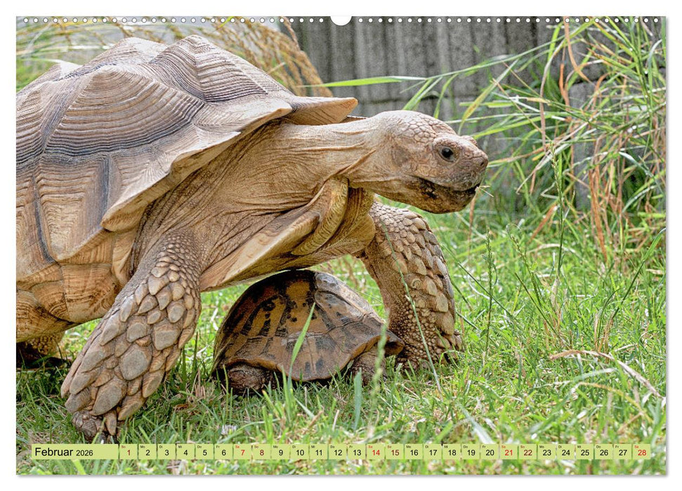 Herkules and Friends (CALVENDO Premium Wandkalender 2026)