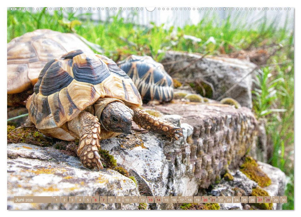 Herkules and Friends (CALVENDO Premium Wandkalender 2026)