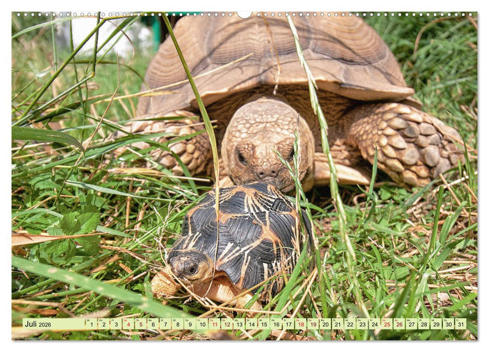 Herkules and Friends (CALVENDO Premium Wandkalender 2026)