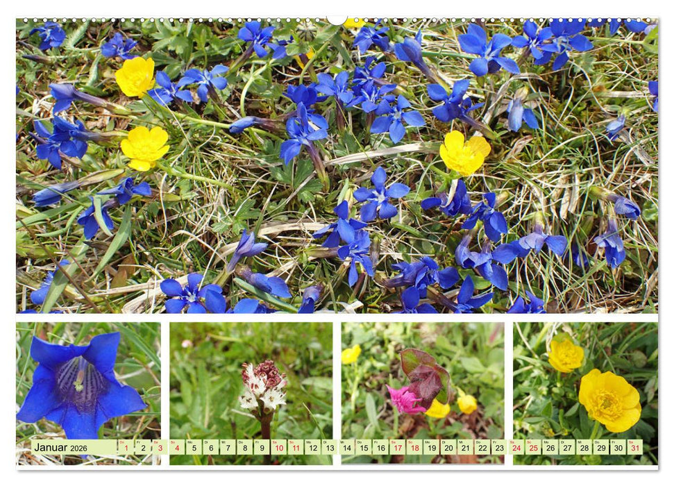 Blütenmeer am Wegesrand (CALVENDO Premium Wandkalender 2026)