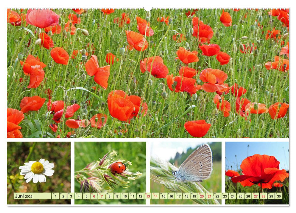 Blütenmeer am Wegesrand (CALVENDO Premium Wandkalender 2026)