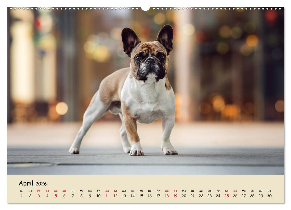 Französische Bulldogge - Clowns auf vier Pfoten (CALVENDO Premium Wandkalender 2026)