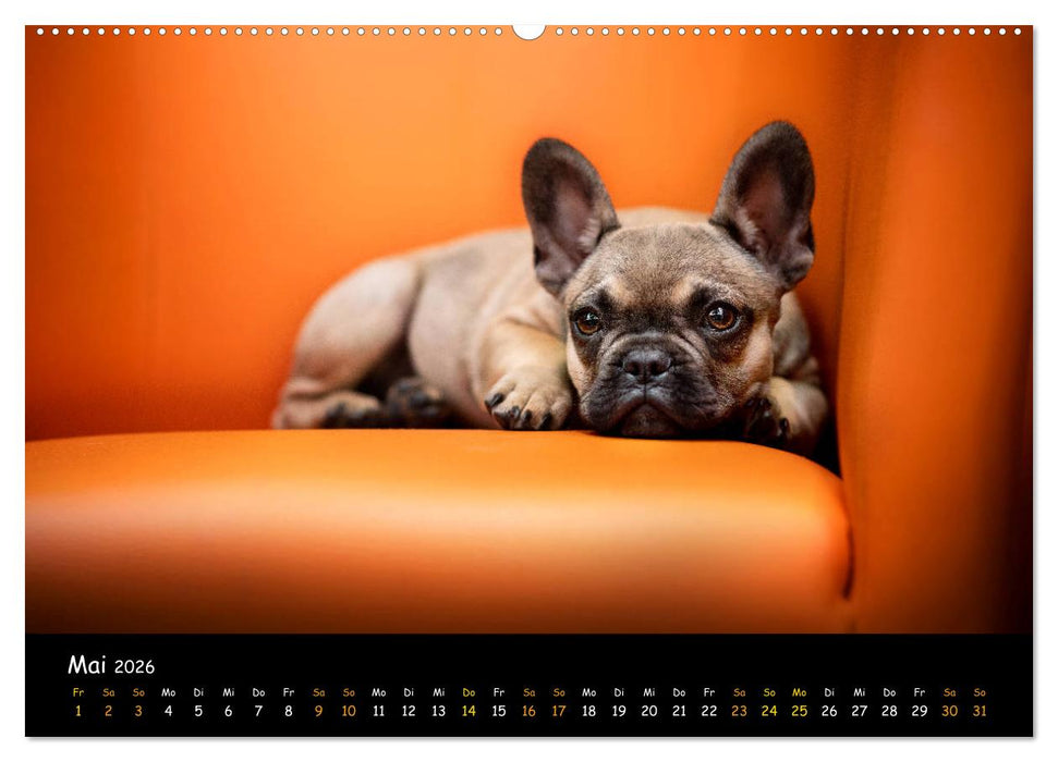 Französische Bulldogge - Clowns auf vier Pfoten (CALVENDO Premium Wandkalender 2026)