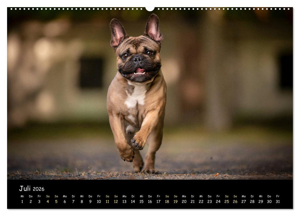 Französische Bulldogge - Clowns auf vier Pfoten (CALVENDO Premium Wandkalender 2026)