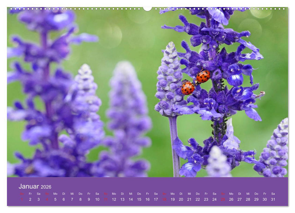 Fauna trifft Flora - Tierischer Besuch im Pflanzenreich (CALVENDO Premium Wandkalender 2026)