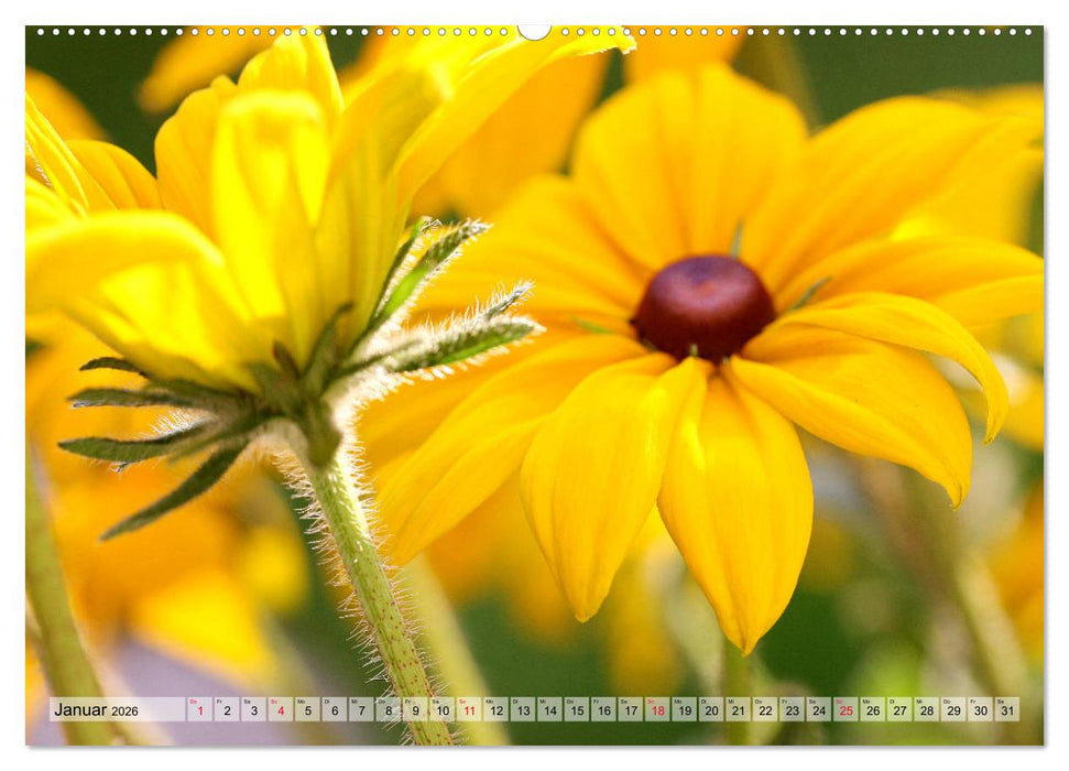 Es blüht im Sommer (CALVENDO Premium Wandkalender 2026)