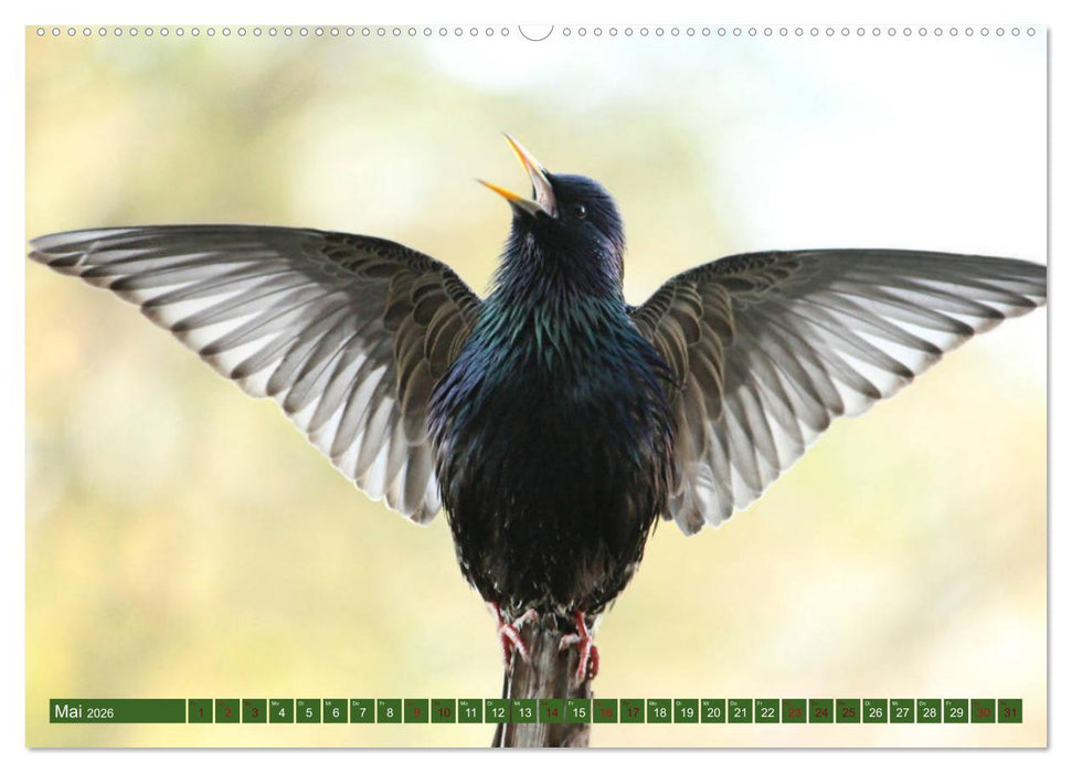 Nachwuchs bei Familie Star (CALVENDO Premium Wandkalender 2026)