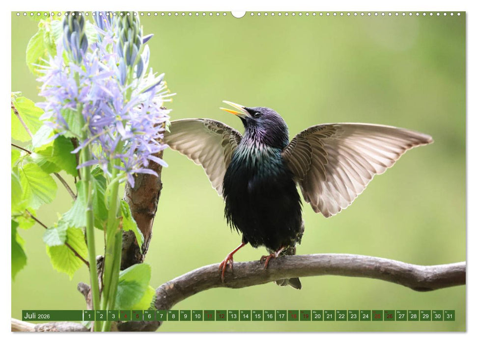 Nachwuchs bei Familie Star (CALVENDO Premium Wandkalender 2026)