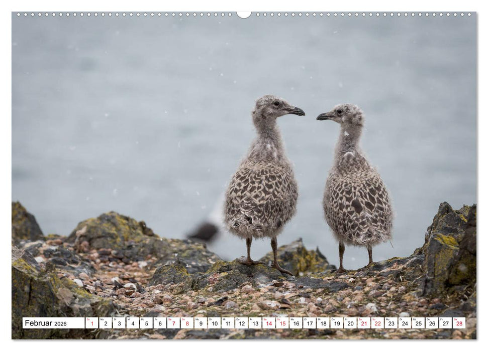 Faszination Antarktis (CALVENDO Wandkalender 2026)