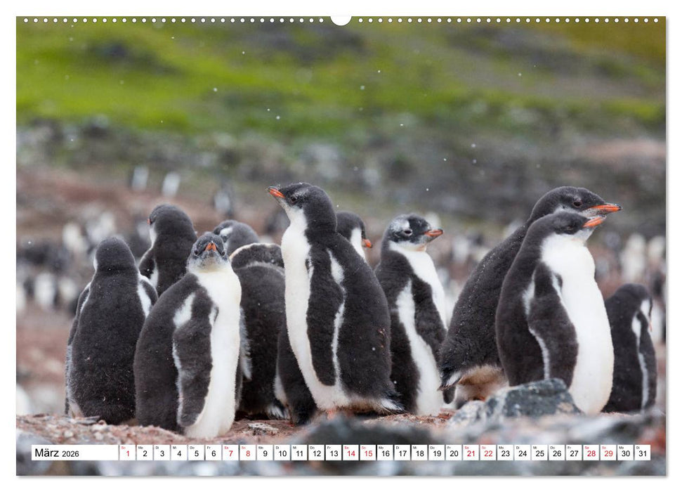 Faszination Antarktis (CALVENDO Wandkalender 2026)