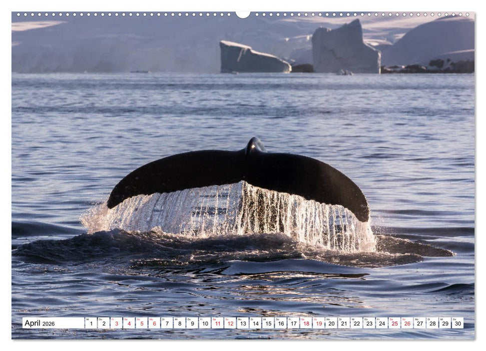 Faszination Antarktis (CALVENDO Wandkalender 2026)