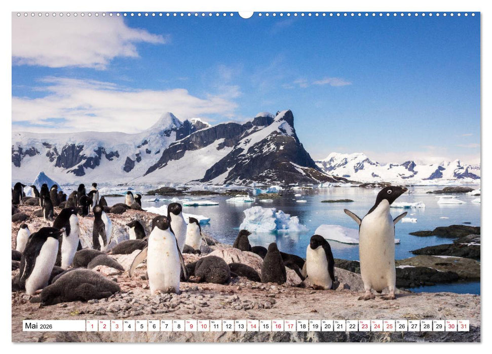Faszination Antarktis (CALVENDO Wandkalender 2026)
