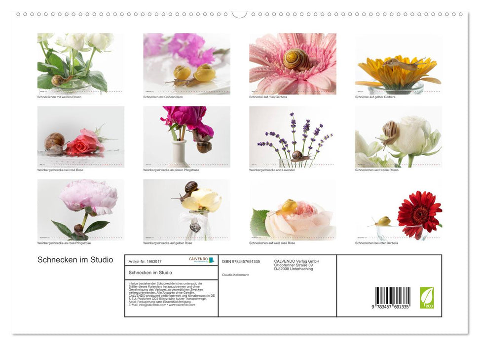 Schnecken im Studio (CALVENDO Premium Wandkalender 2026)