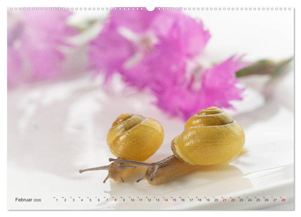 Schnecken im Studio (CALVENDO Premium Wandkalender 2026)
