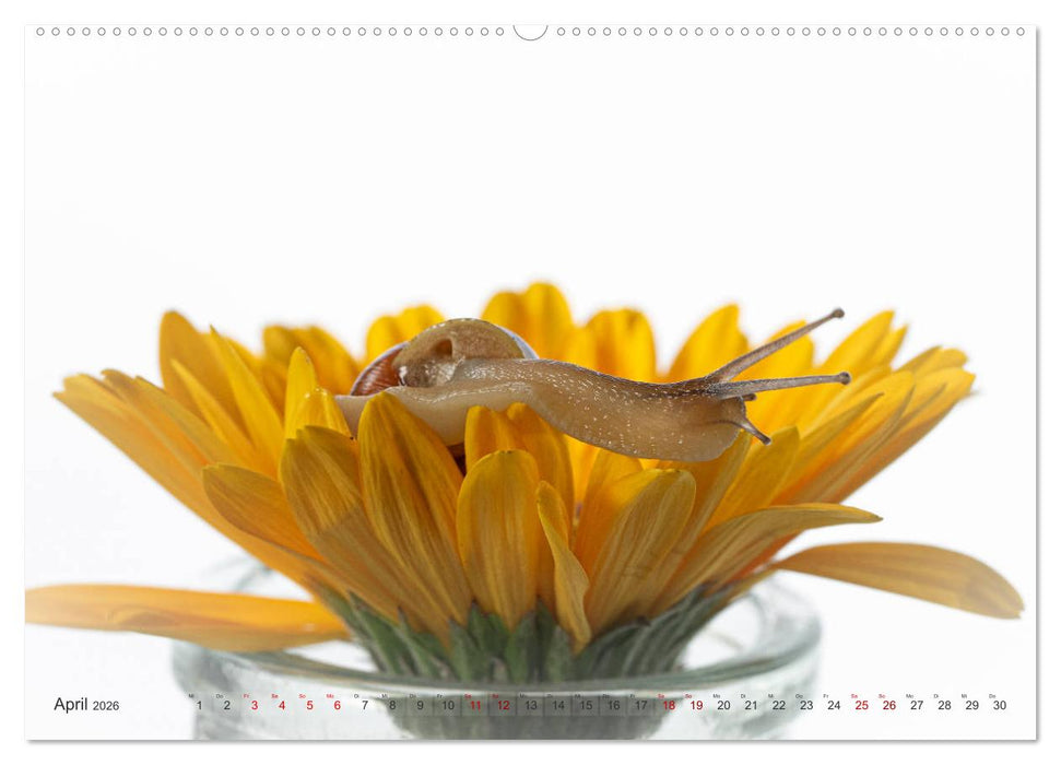 Schnecken im Studio (CALVENDO Premium Wandkalender 2026)