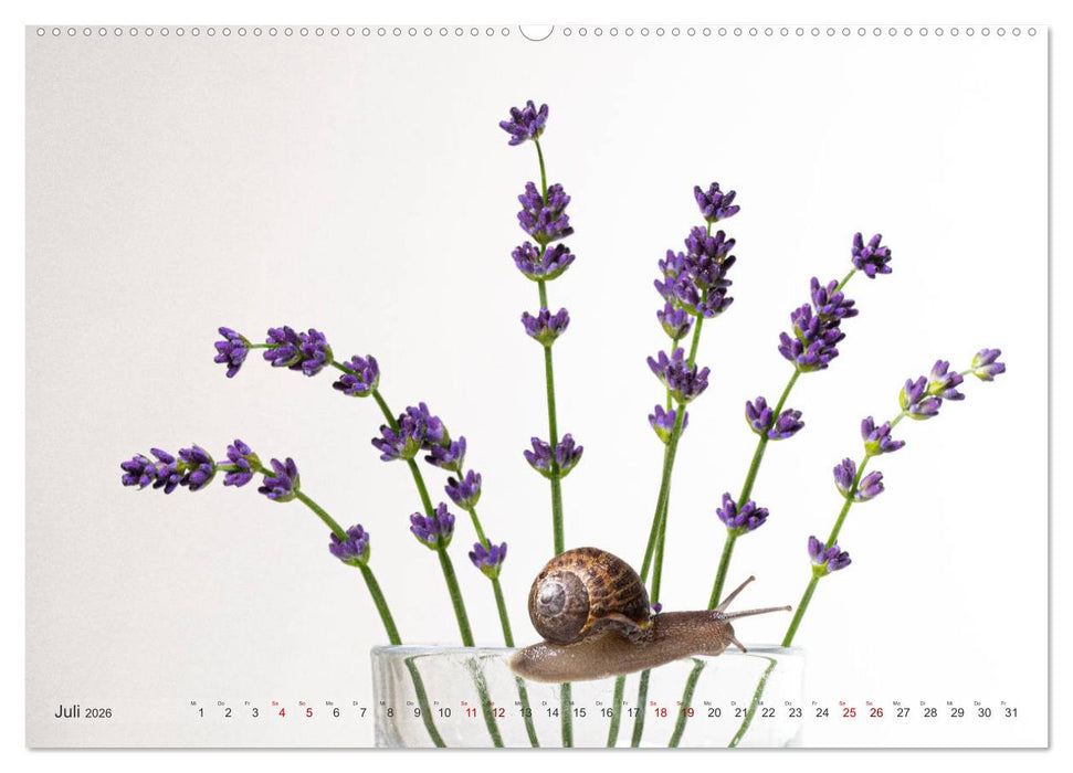 Schnecken im Studio (CALVENDO Premium Wandkalender 2026)