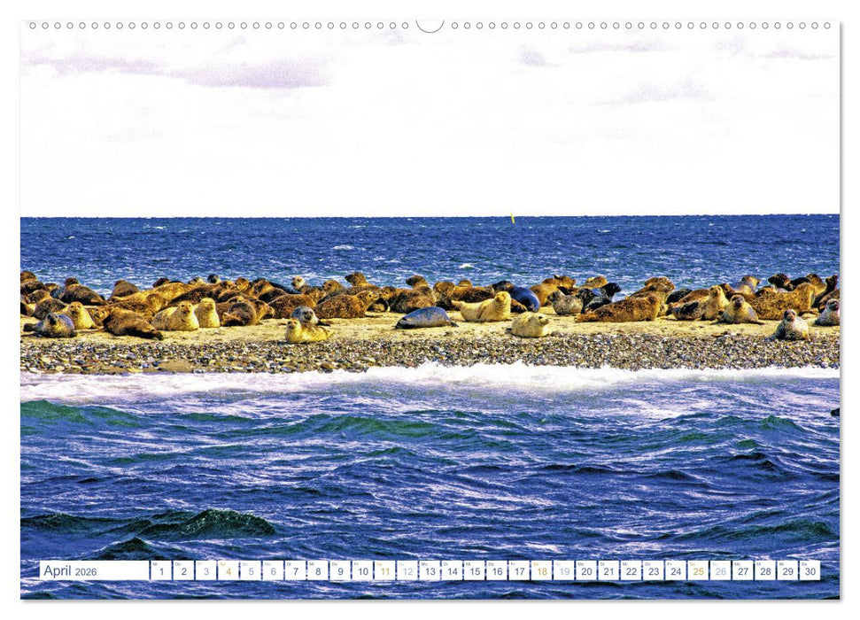 Samsø – Dänische Kattegatinsel im Herzen des Königreiches (CALVENDO Wandkalender 2026)