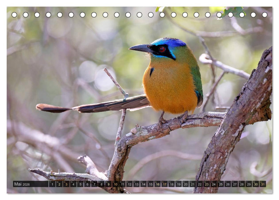 Tiere im Pantanal - viaje.ch (CALVENDO Wandkalender 2026)
