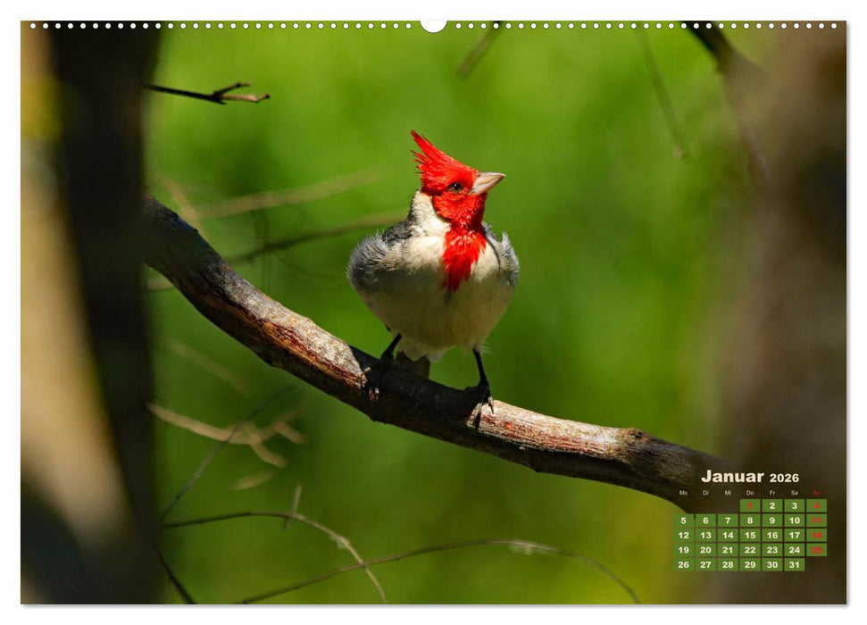 Farbenfrohe Vogelwelt (CALVENDO Wandkalender 2026)