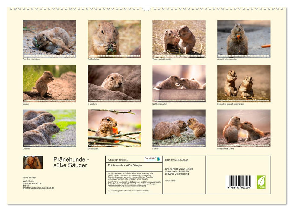 Präriehunde - süße Säuger (CALVENDO Premium Wandkalender 2026)