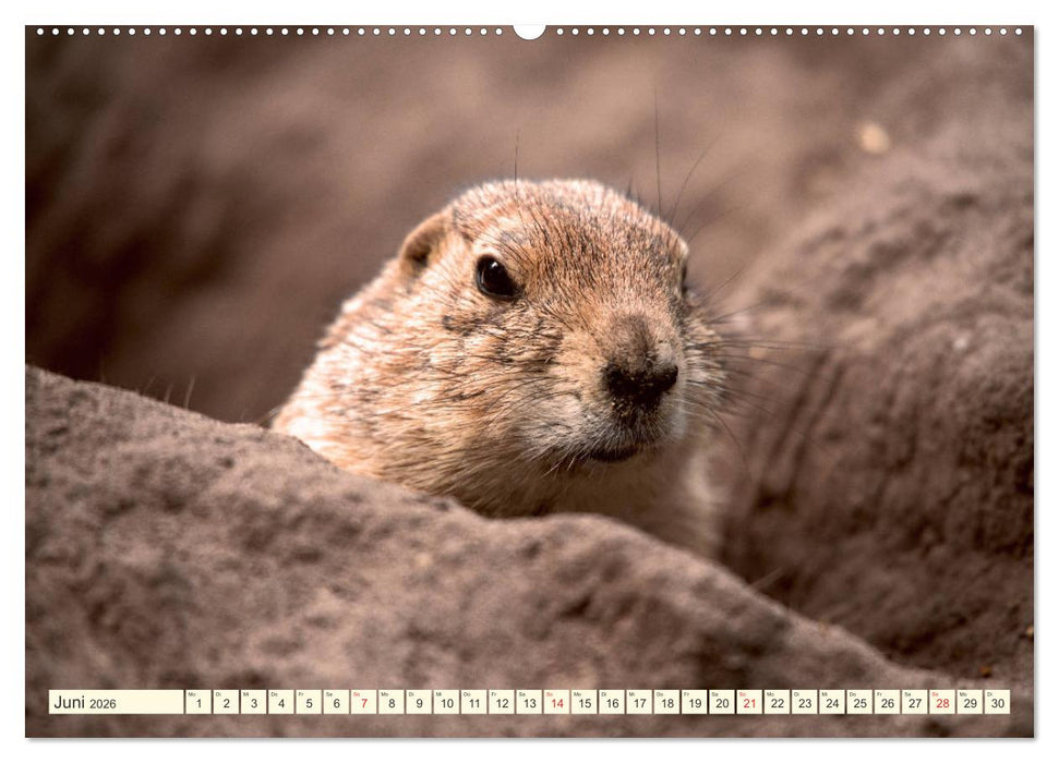 Präriehunde - süße Säuger (CALVENDO Premium Wandkalender 2026)