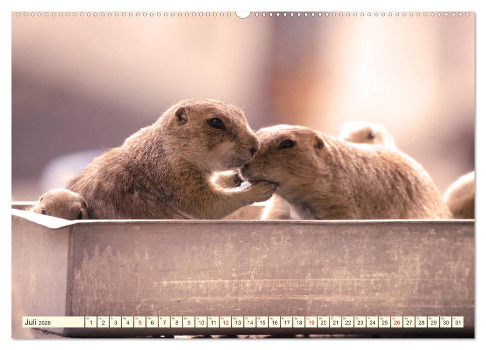 Präriehunde - süße Säuger (CALVENDO Premium Wandkalender 2026)