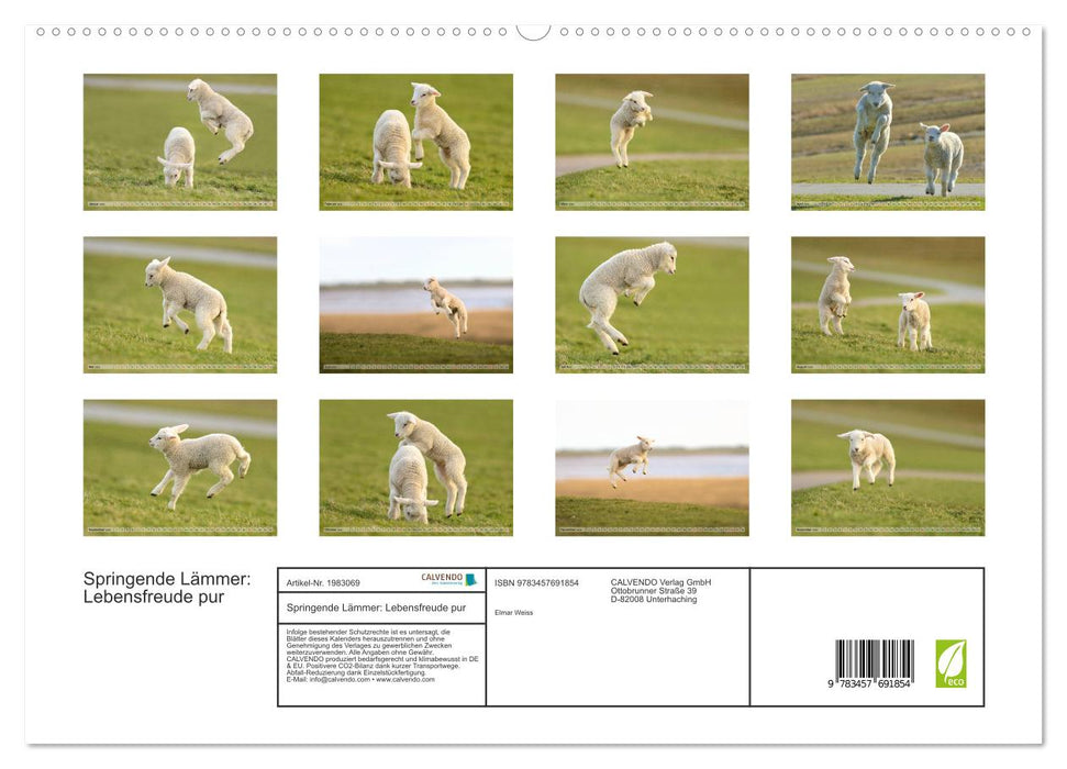 Springende Lämmer: Lebensfreude pur (CALVENDO Premium Wandkalender 2026)