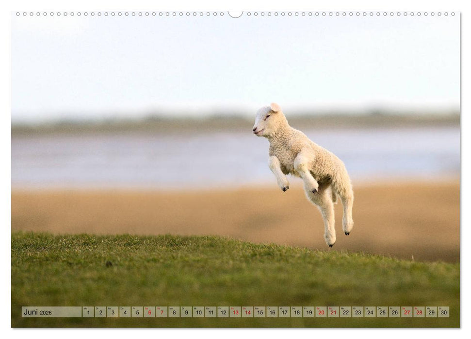 Springende Lämmer: Lebensfreude pur (CALVENDO Premium Wandkalender 2026)